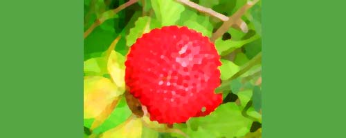 野苺