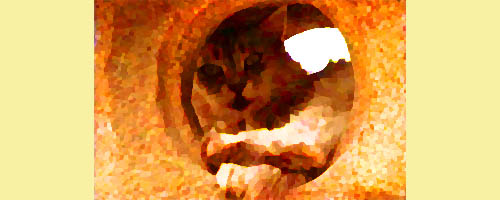 猫