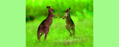 カンガルー
