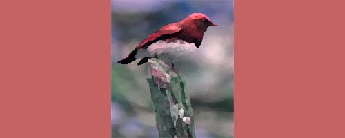 野鳥