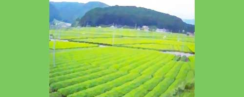 茶畑